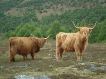 Highland Cows as seen occasionally on Highland Experience Tour