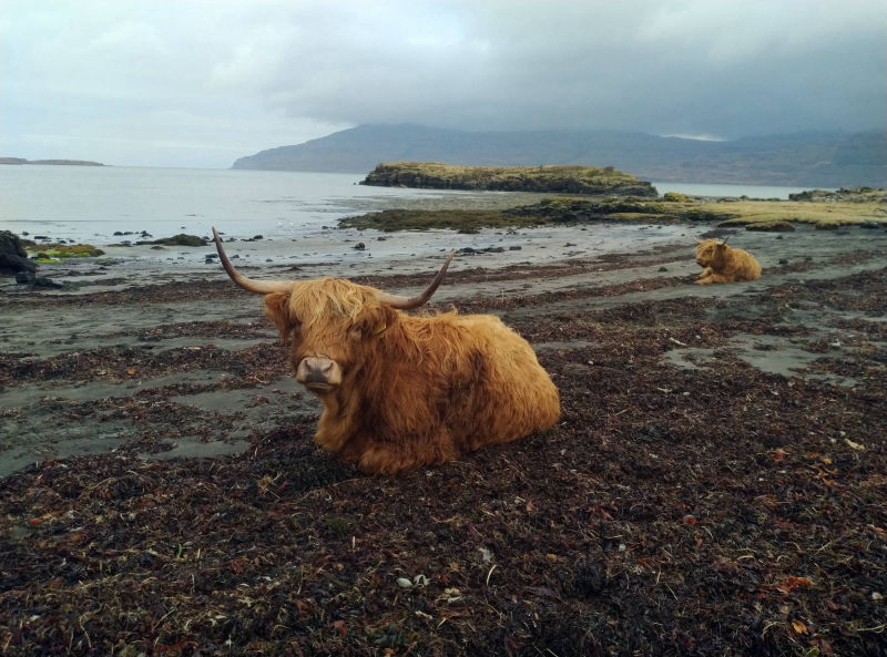 Highland Cow on the Beach