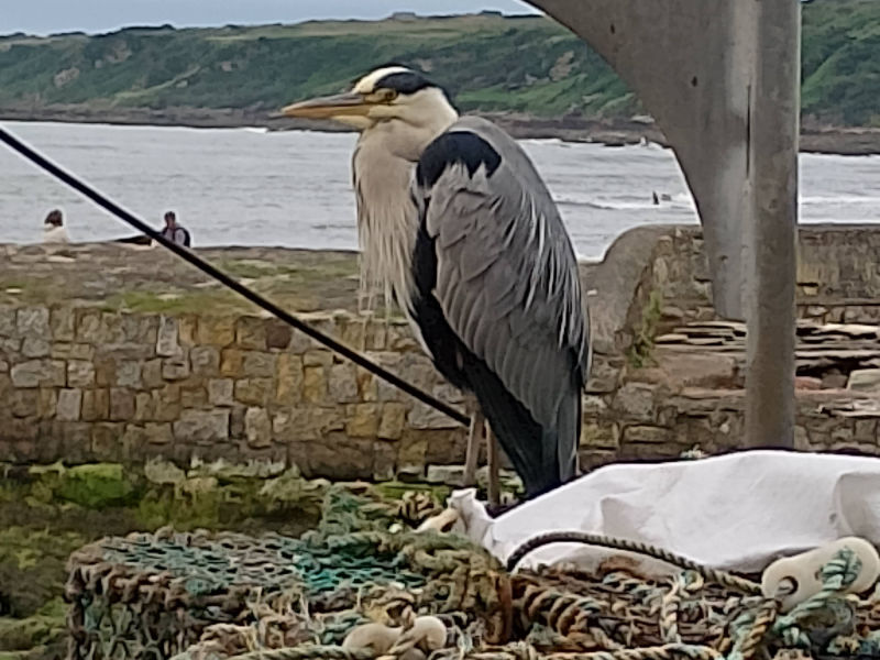 Heron at St Andrews Harbour