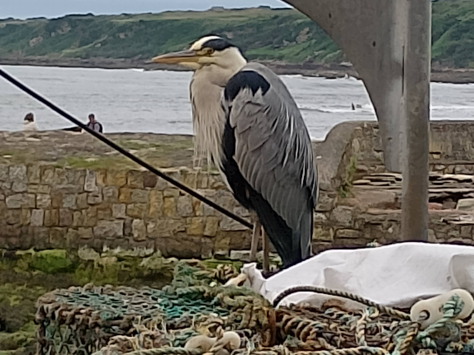 Heron at St Andrews Harbour
